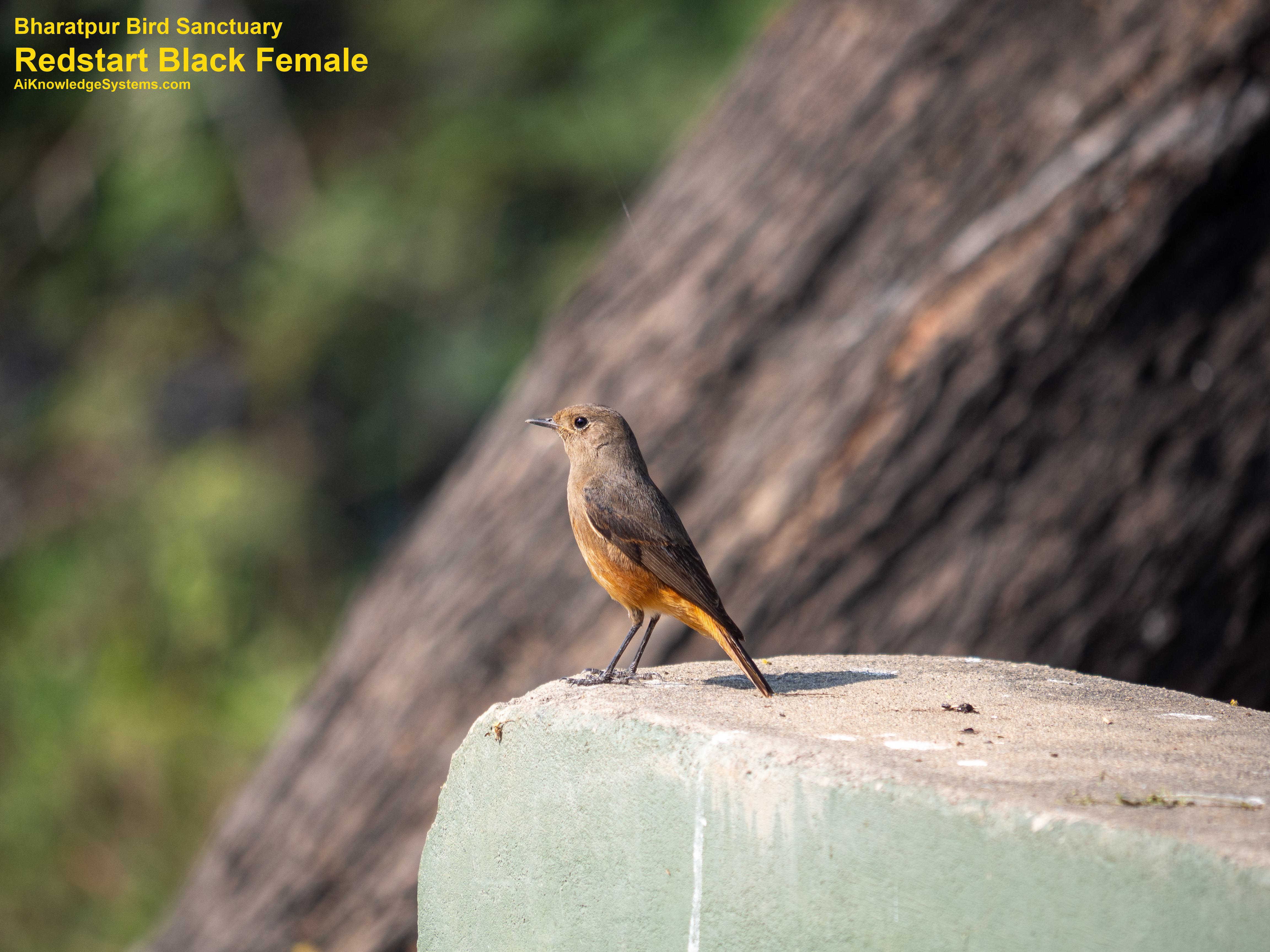 Redstart (43) Coming Soon